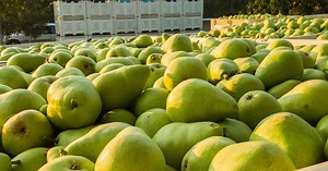 Rushing Rivers® Pears | Stemilt