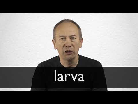 How to pronounce LARVA in British English