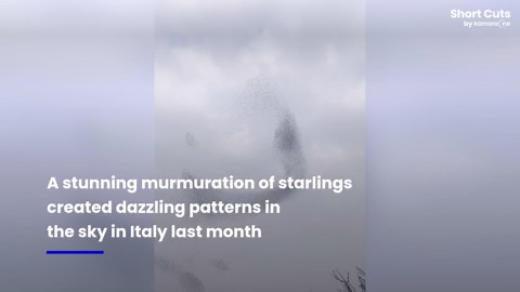 Majestic murmuration of starlings creates dazzling patterns in sky