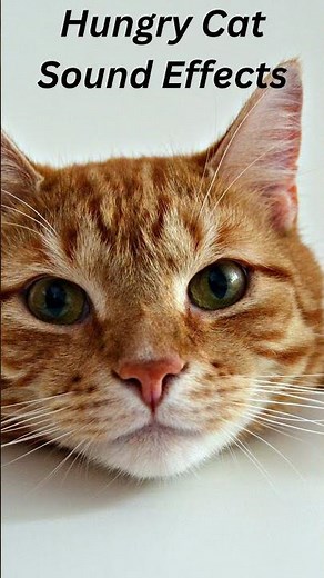 Hungry Cat Sound Effects - Hungry Cat Meowing Sound #shorts