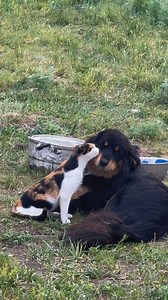 11K views · 222 reactions | Cat and giant dog Cute cat and dog getting along | Better Days | Facebook