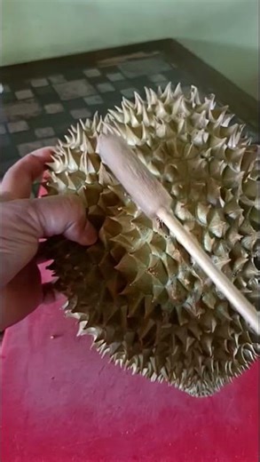 วิธีเช็คเนื้อทุเรียนให้ชัวร์ๆ