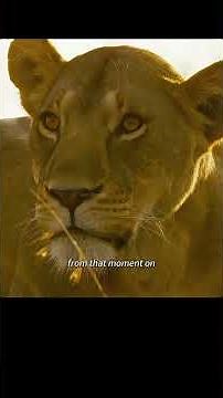 The lioness betrayed her mate, mating with a wandering male lion and giving birth to four cubs.