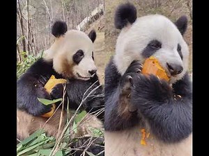 Double Appetite｜Panda Eat Pumpkin Non-Stop ❤️ Eating Show