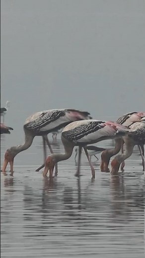 Painted Storks Feeding in the Misty Wetlands #birdphotography #nature #vibrantbirds #birdlove