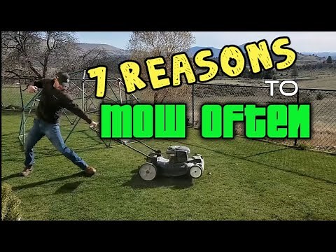 Cut Your Grass Two Times Per Week - 7 Reasons Why // Step 4