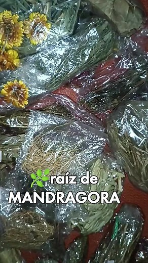4.5K views · 91 reactions | LOS BENEFICIOS DE LA RAIZ DE MANDRAGORA...