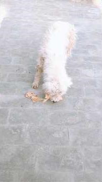 Hungry Dog Eating Bread on the Road | Emotional Street Dog Story #sweetdogs #nandog