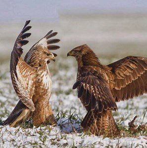 7.3K views · 96 reactions | Eagles fight together to dispute the food  | Wild Animal World | Facebook