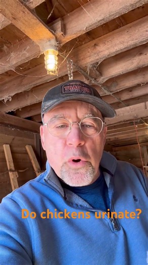 Do chickens urinate?