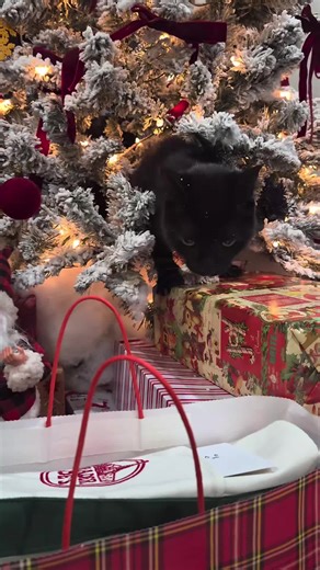 Archie the Black Cat's Mischievous Antics