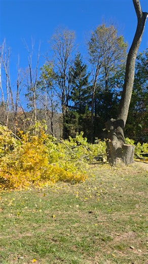 Video from today dropping large lead from Silver Maple Tree in Howland area! | Marvin Tree Service LLC