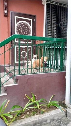 Meet Happy & Klanesh! 🏛️🐶 At Pamintuan Mansion, Angeles Pampanga 🙌🏻