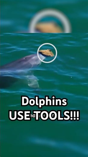 Dolphins can use tools #dolphin #animals #marinelife #fish #ocean #oceanlife #animalfacts #crazy