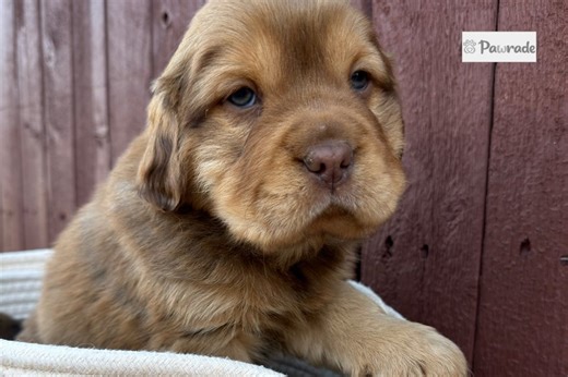 Teddy - Mini Hippo Puppy C912F0