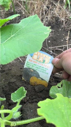 栗天下カボチャの栽培 Part1