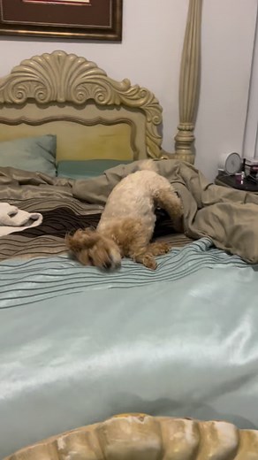 Every night like clockwork — Gidget finishes dinner and celebrates with her bed dance. 😂 #GidgetMoments #GoodEatsGoodVibes #gidget #gidgeypoo #maltipoo #happydog #happy #animallovers | Gidget