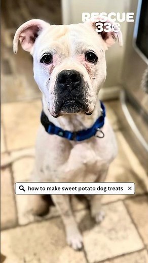 How to Make Sweet Potato Dog Treats