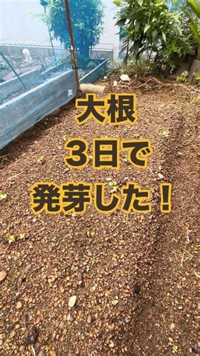 【大根の芽が出た！ダイコン成長記】 #大根栽培 #種まき