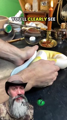 All about ball pythons!