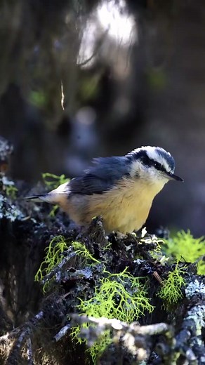 Red-breasted Nuthatch: The Noisy Bundle of Energy