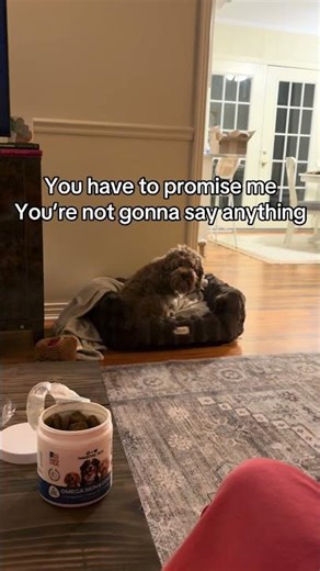 Had to let yall in on the secret!! #dogshorts #cockapoo #petsupplements #cutepup #funnydogs