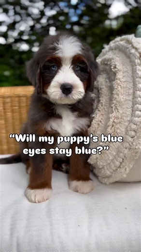 Will Your Bernedoodle Puppy’s Eyes Stay Blue?