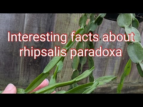 Plant spotlight: Rhipsalis paradoxa-subspecies, care, information