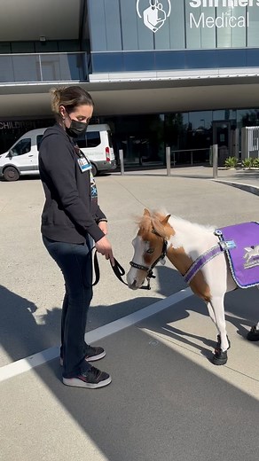 146 reactions | Bindi Blue was prancing into Shriners wearing her Easy Boot minis. We love these boots, they fit great, wear well and look great. These mini boots have lots of sizes to choose from and are easy to take on and off! @easycareinc @enviroequinandpet @rose_parade @shrinerssocal @equusfoundation @platinumperformance @ucla_pac | Mini Therapy Horses | Facebook