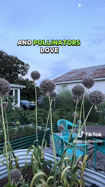 This is your friendly reminder to let some of your garlic go to bloom! - It’s a great cut-flower. - Pollinators love it. - It is stunning. This elephant garlic looks just like giant allium and it’s so prolific and so easy to grow, and you have a huge harvest from it! I mean what is not to like? #garlicflower #garlic #growinggarlic #gardentips #cutflowers