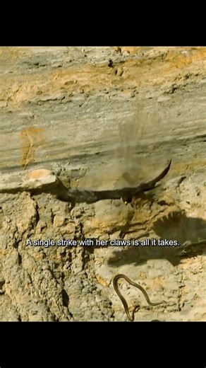 Jason H | 🦅🐍 The Ultimate Wilderness Showdown: Hawk vs. Snake.. 😳🐍 -In the deepest corners of the wilderness, a silent battle unfolds, one of... | Instagram