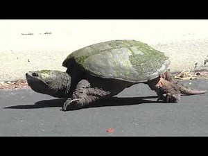 tortoise walking reference