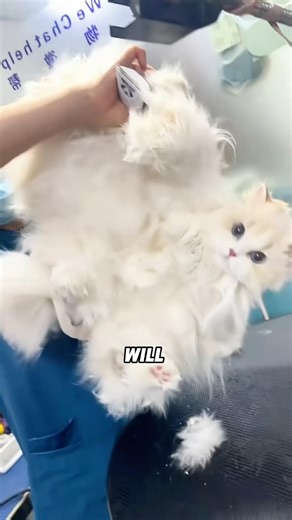 XL 6 Foods Cat Brands Hide From You! 🐱🤫#animals #science #shortfeed #cute #kitty