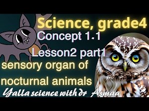 sensory organ of nacturnal animals|lesson2|part1|concept1.2|first term|science|grade4 رابعة لغات