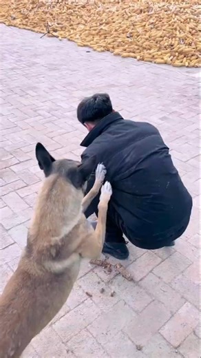 HERO Dog Saves Owner From Falling Ladder! 😱🐕
