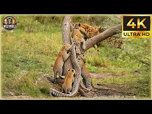 THE CHEETAH: The Ultimate Sprinting Predator in High-Speed Hunts! | Animal Documentary