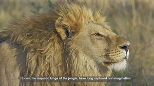 10 Surprising Examples of Human-Lion Coexistence