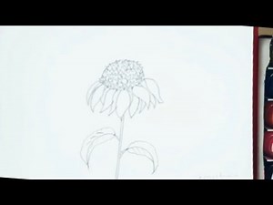 How to draw a Corn Flower Easily | Step-by-Step Drawing Tutorial for Beginners