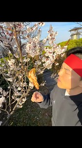 자연산 피자 🥷🍕natural pizza #pizza #freshpizza #natural #pizzatree #자연산피자 #피자 #challenge #챌린지 #lifehack #ninja #닌자형 #닌자 #ninjahyeong | 닌자형 ninjahyeong