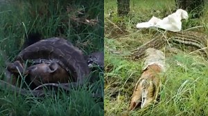 Un python engloutit un impala en entier, un autre une hyène : les serpents vous vous calmez maintenant