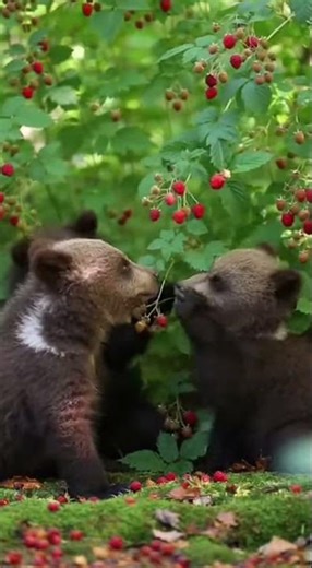 Playful Bear Cubs vs Raspberry Bush 🍓🐻