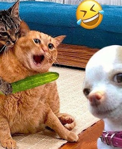 7.3K views · 52 reactions | 20 Moments of Animal Intelligence That Make Cameramen Amazed and Admired vs | Talent World | Facebook