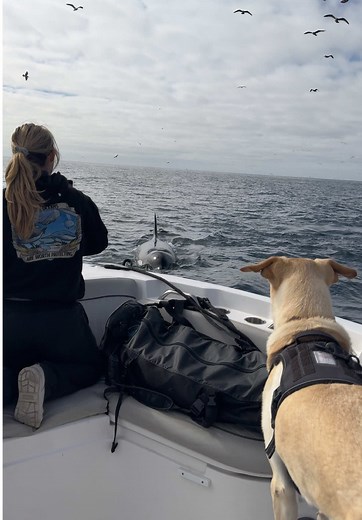 Rescue Dog's Heartwarming Encounter with Orcas