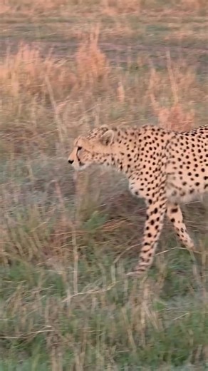 this video almost like a male cheetah. #cheetah | The photographic world