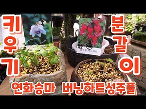 꽃향기야생화 #연화승마 #버닝하트{성주풀} #분갈이하기 #키우기
