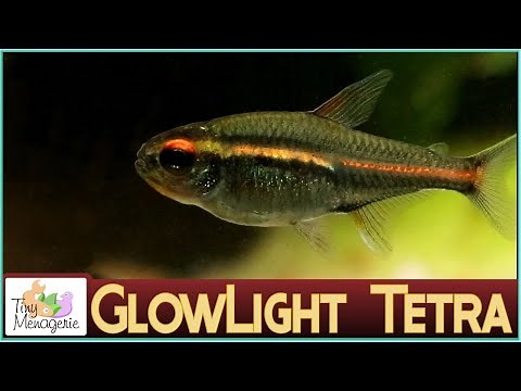 All About Glowlight Tetra: Tiny Darling of the Tank!