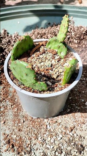 Tutorial Opuntia ficus indica Feigen Kaktus 🌵 Ableger richtig setzen