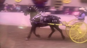 Dean & Desi winning the Classic Cart Class at The Big E…. | Blue Ribbon Days Percherons