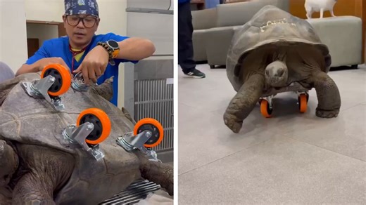 【天才】歩けなくなった巨大ゾウガメ、獣医の「天才的なひらめき」で爆走してしまうhttps://t.co/nOARDmkF2M・フィリピンの動物園で200kg超のアルダブラゾウガメが足腰を痛め歩行困難に・ベテラン獣医が甲羅のお腹側に「小型の車輪」を4つ合体させる改造を執刀・後肢の負担がゼロになり、前足だけでスイスイ移動できるように→リハビリのおかげで無事回復し、現在は車輪を外して自力で歩行中とのこと。