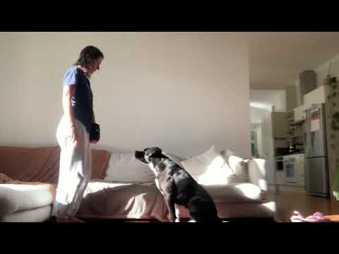 Julie Nolan Lesson 7 Exercise 7.1 Wait for a Cue 1 ( Sit)